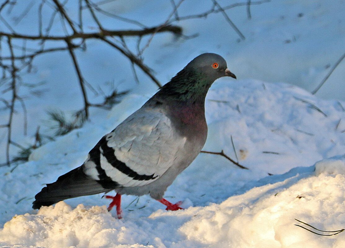 И шагом марш до будущей весны... - Светлана 