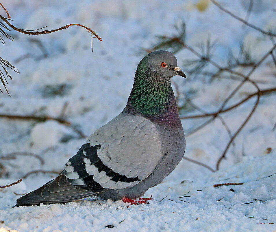 Гордый птиц - Светлана 