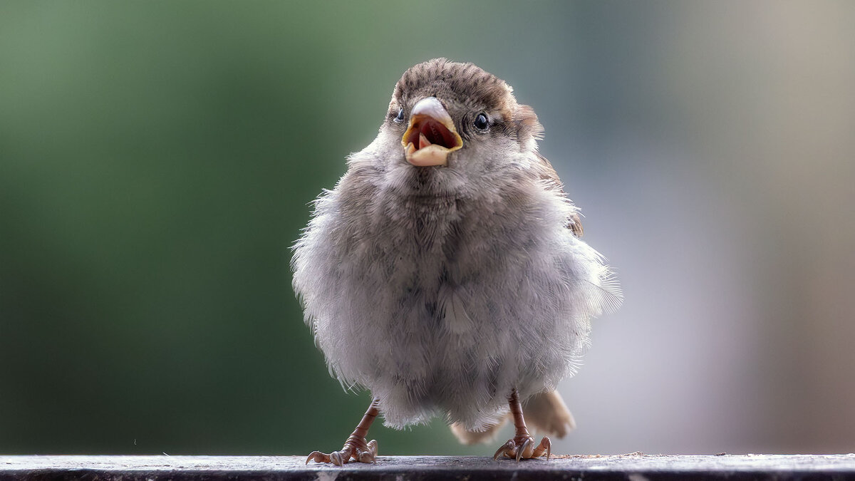 А я маленький такой... - olegdanilhenko Олег Данильченко