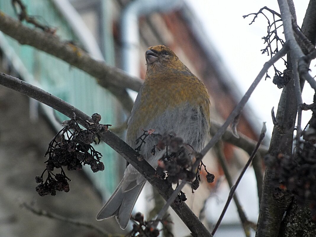 щур - Зоя Мишина