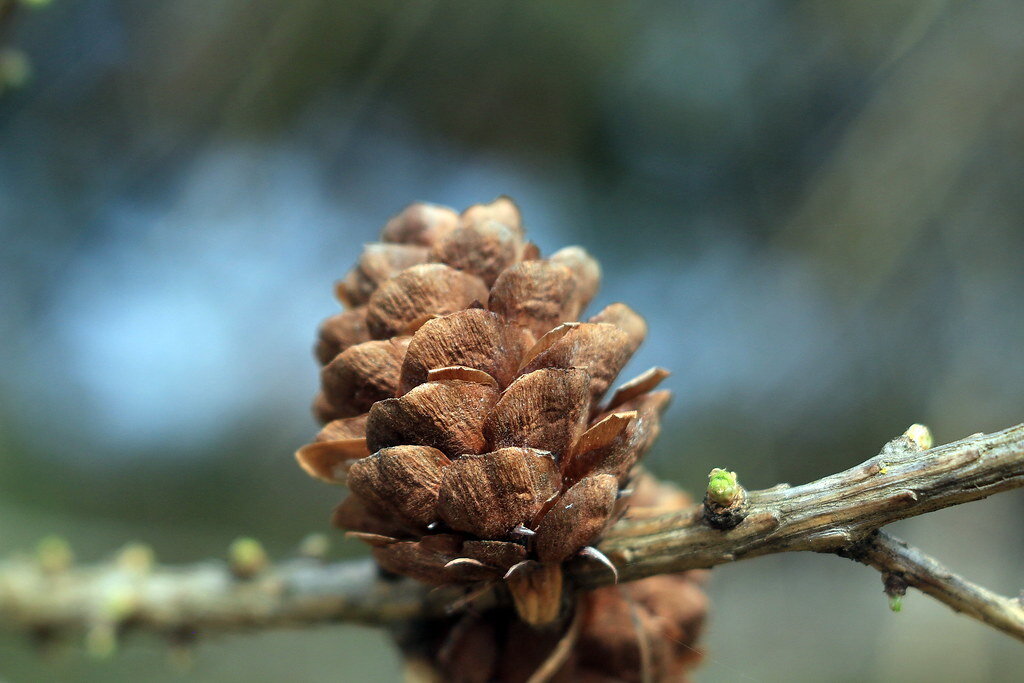 Шишко - Дмитрий П