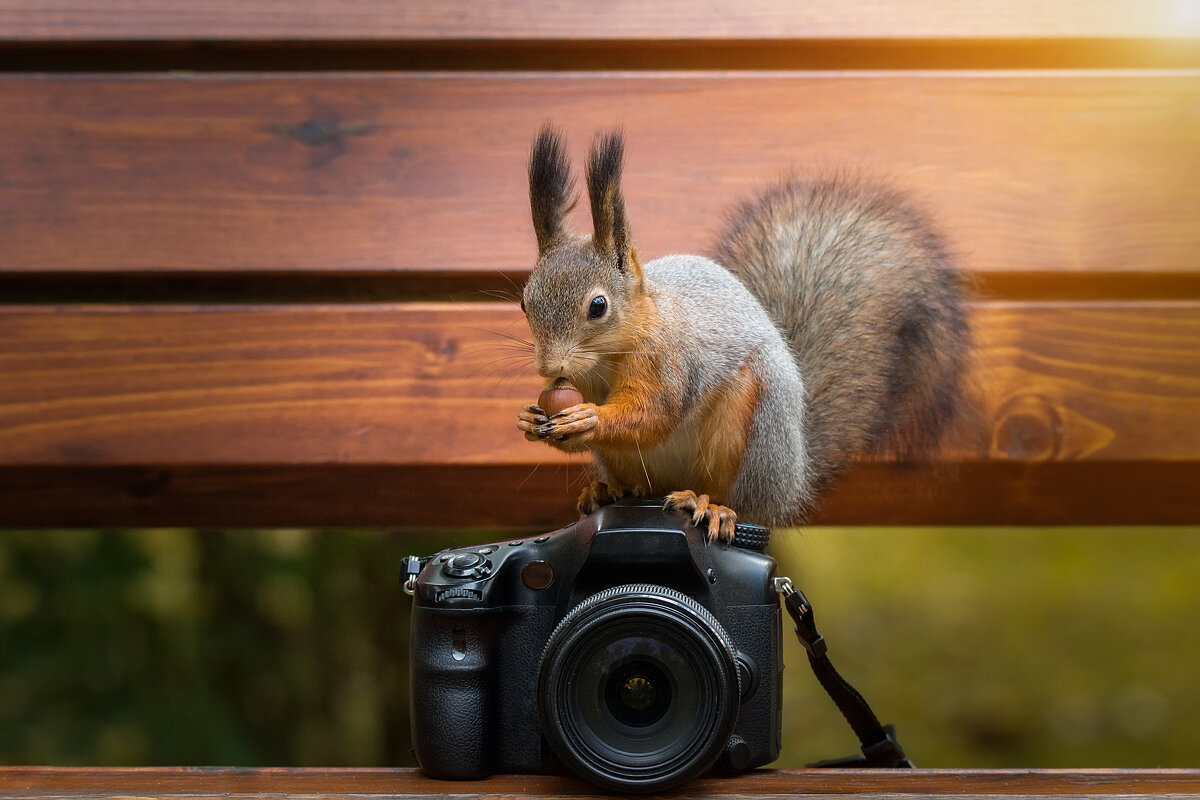 Белка фотограф - Alex Bush