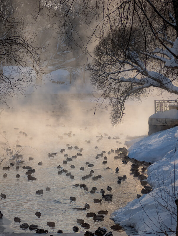 Зимний день в парке С.М.Кирова - Анастасия Логинова