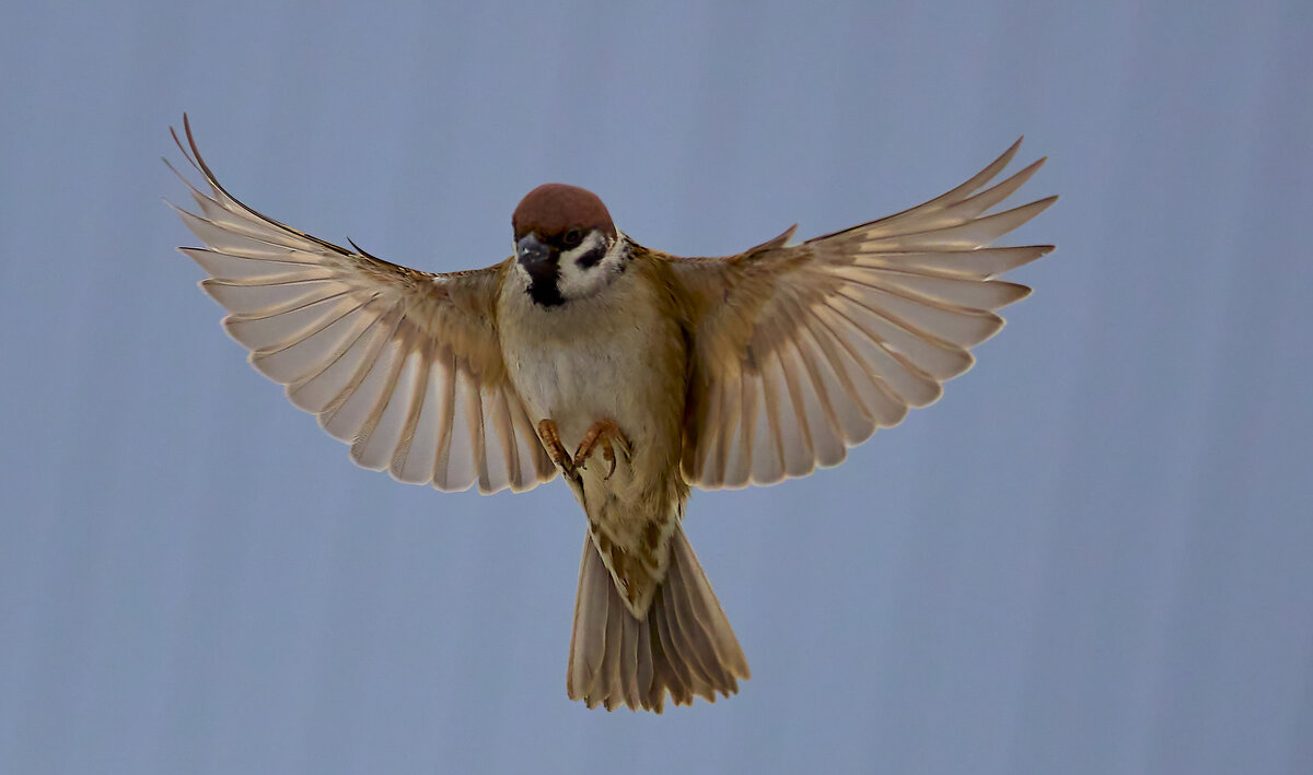 Ну просто орёл... - Александр Посошенко
