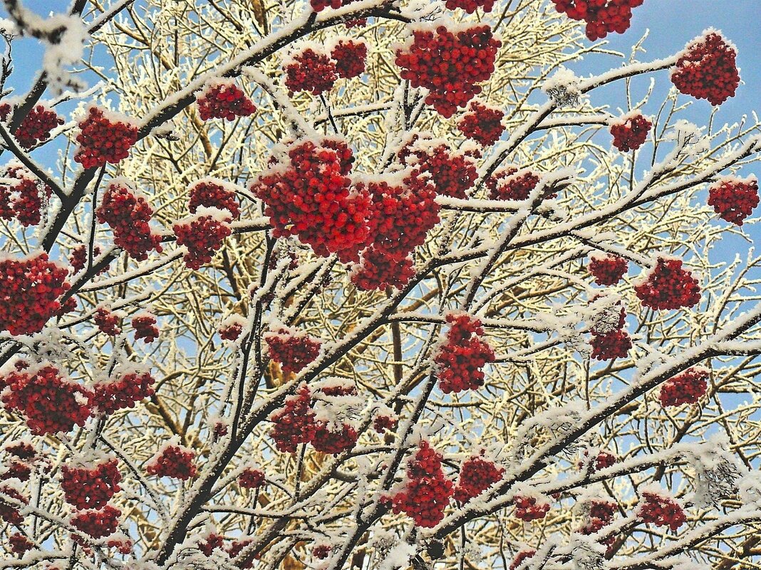 Говорят, это к холодной зиме... - Александр Герасенков