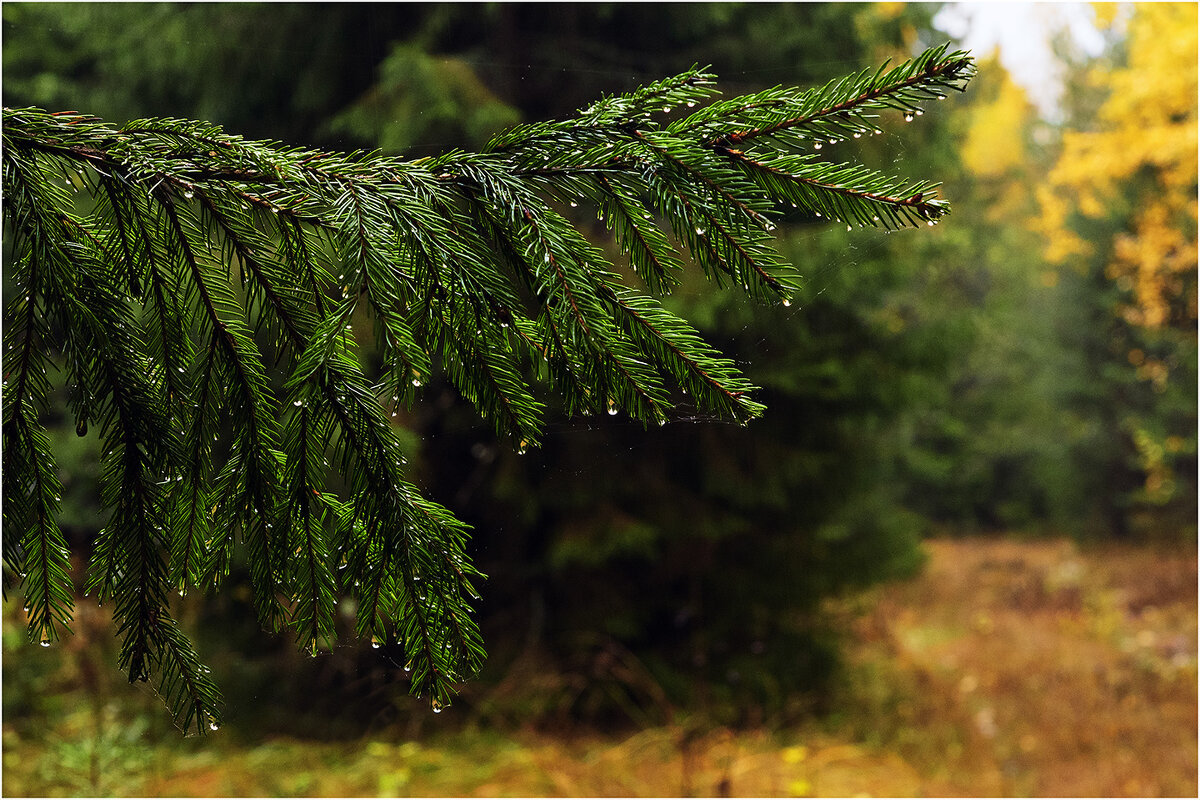 Осенний мотив - Валентин Котляров