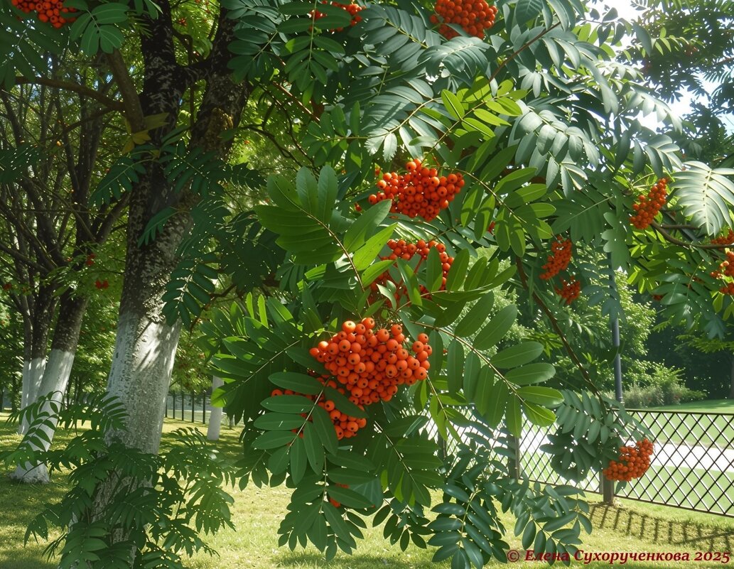 Рябина красная - Елена Сухорученкова