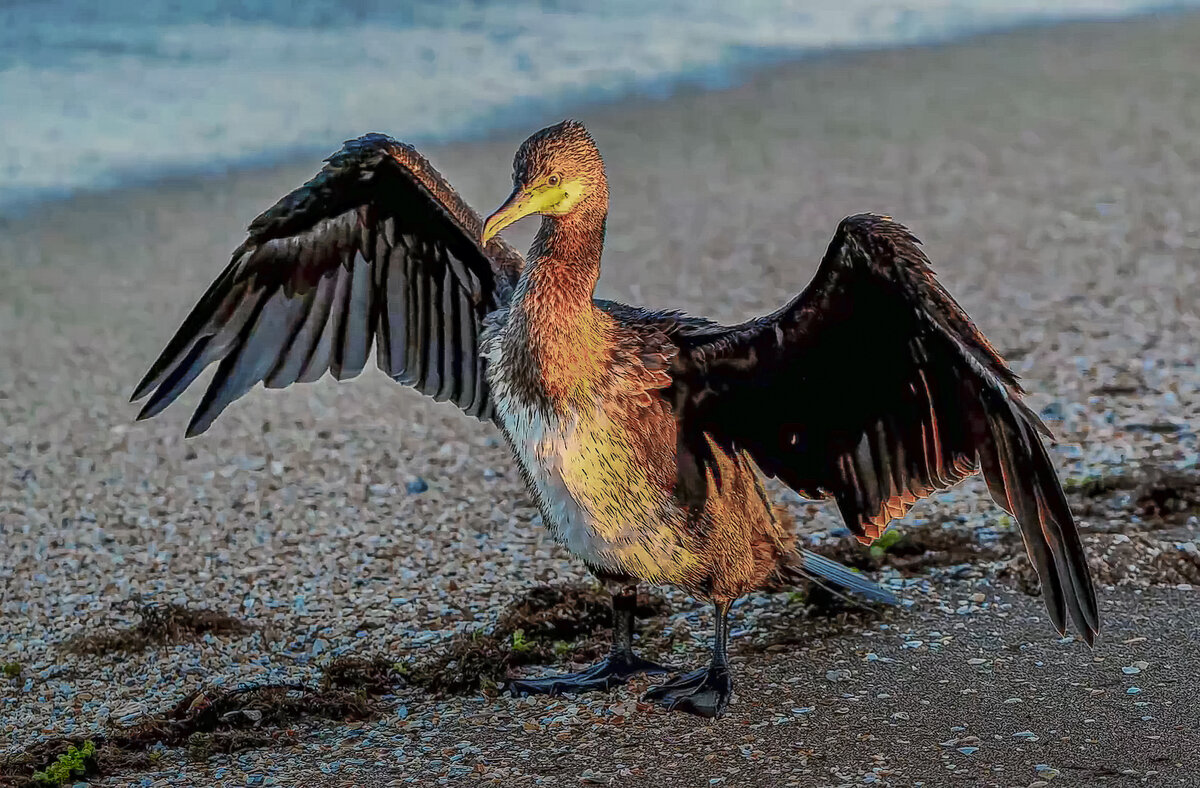 Большой баклан - Aleksey Afonin Большой баклан - Aleksey Afonin