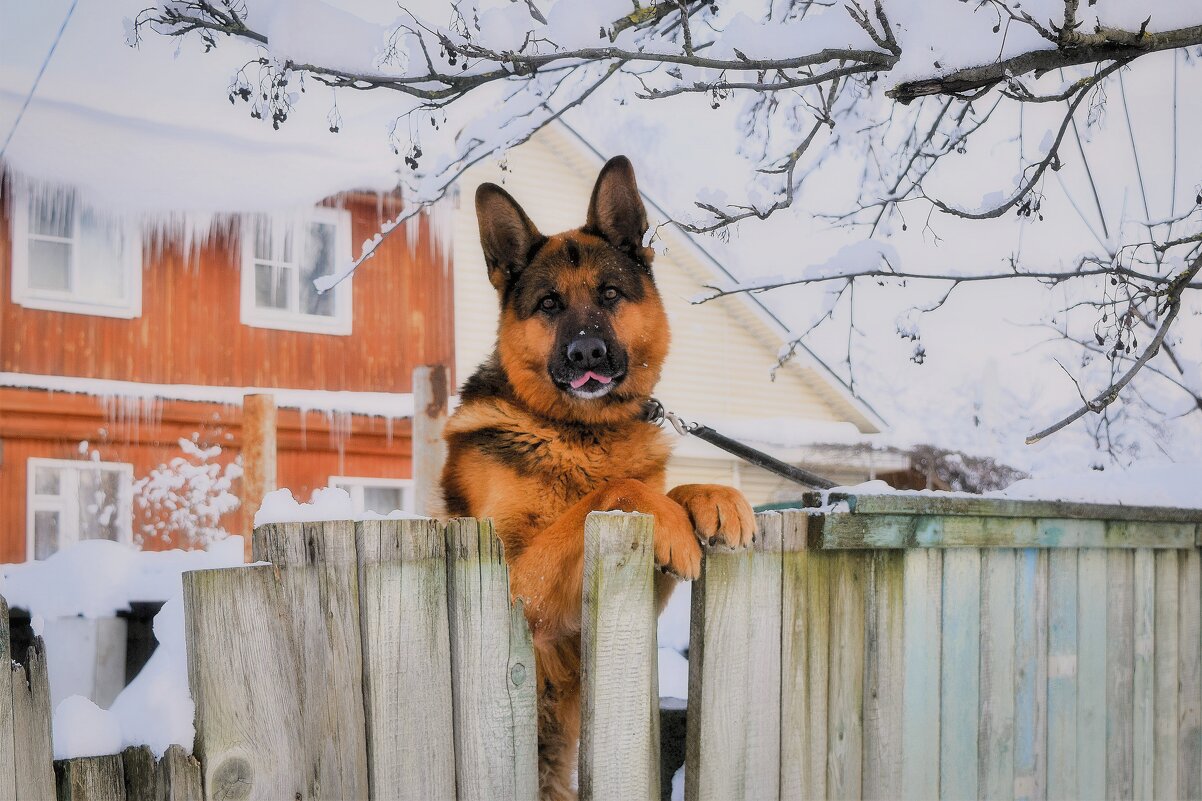 Добрый сторож. - Татьяна Помогалова
