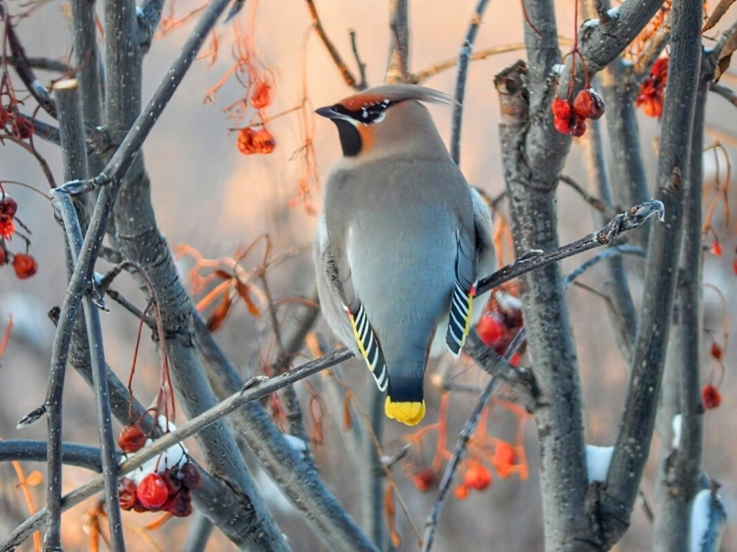 Северный какаду! - Елена Хайдукова  ( Elena Fly )