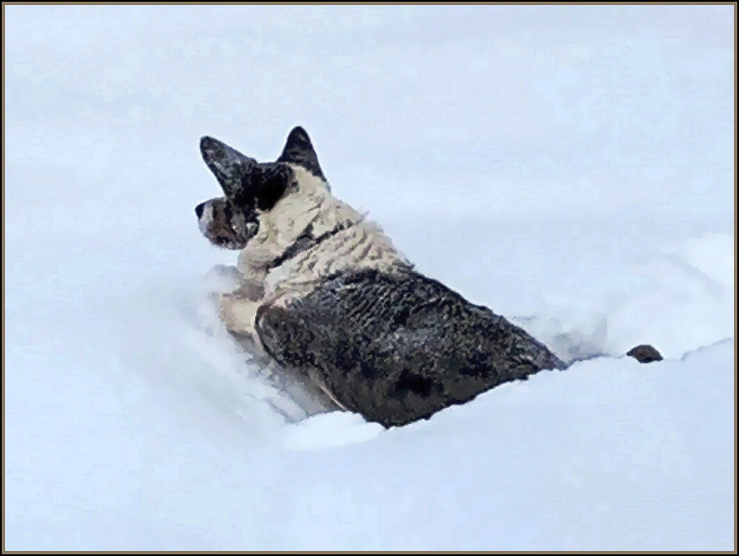 Чак на даче. - Ольга Довженко