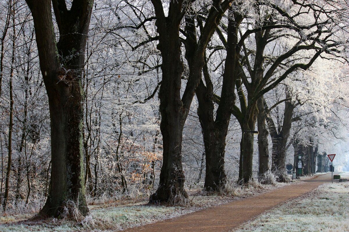Предпоследний день декабря - Юрий. Шмаков