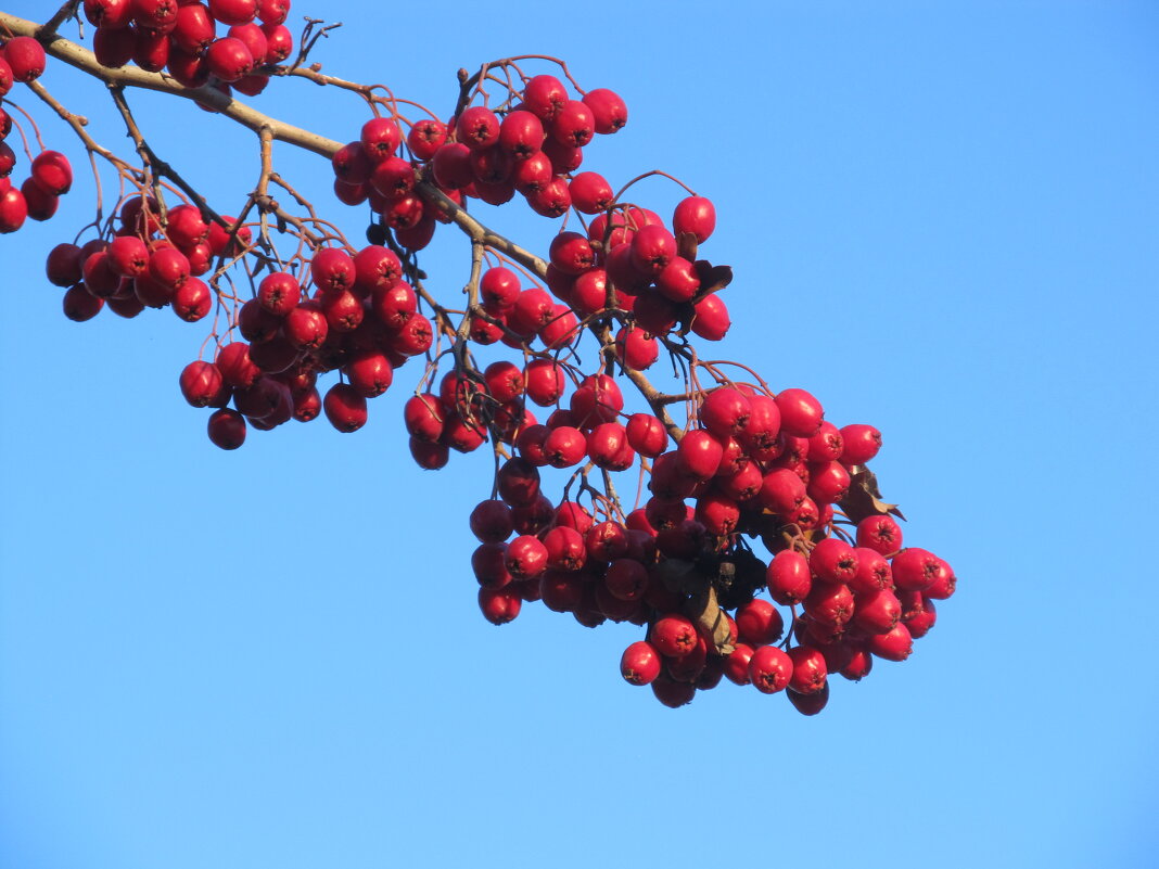 осень - Елена Шаламова