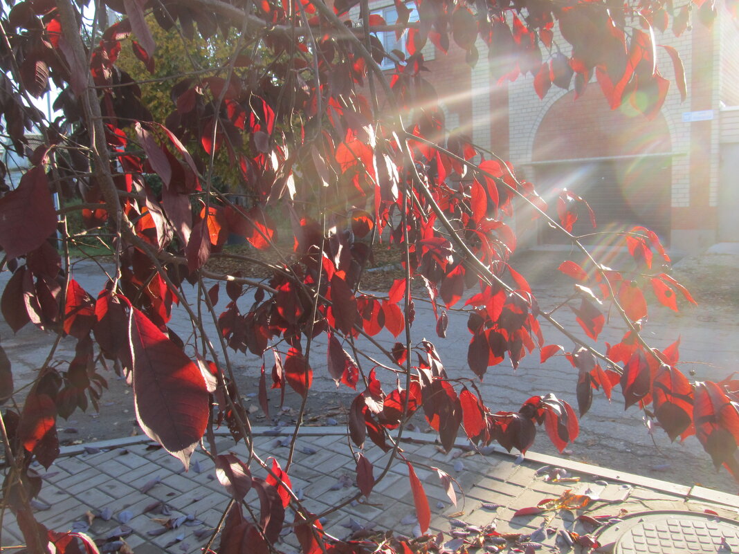 прекрасный октябрь - Елена Шаламова