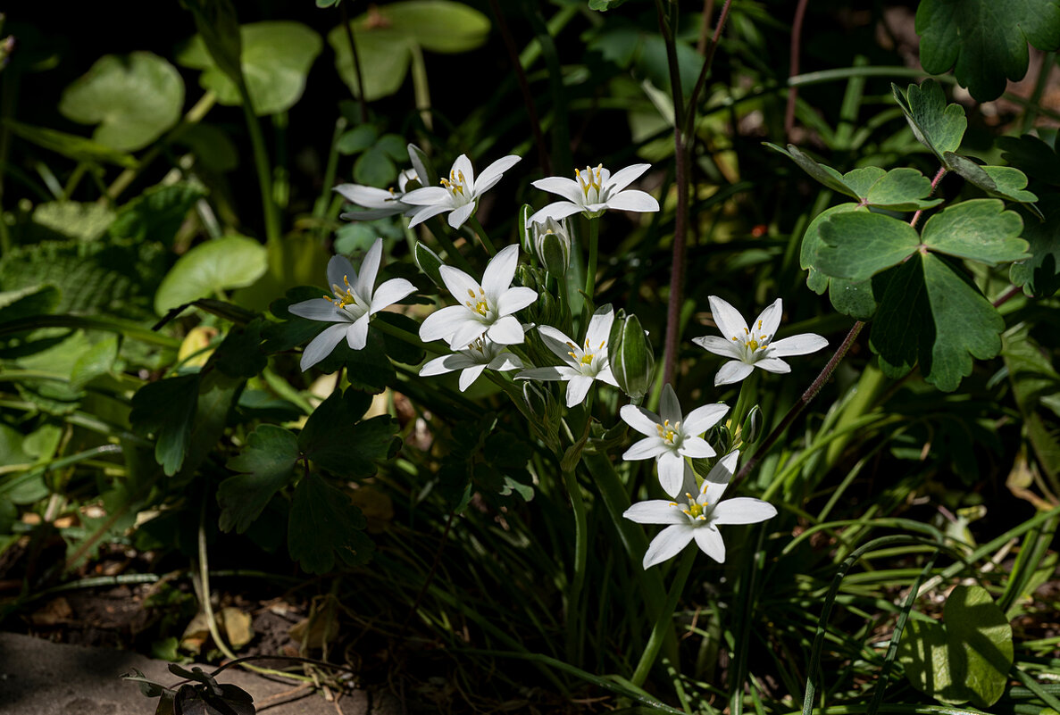 Птицемлечник - Aleksandr 