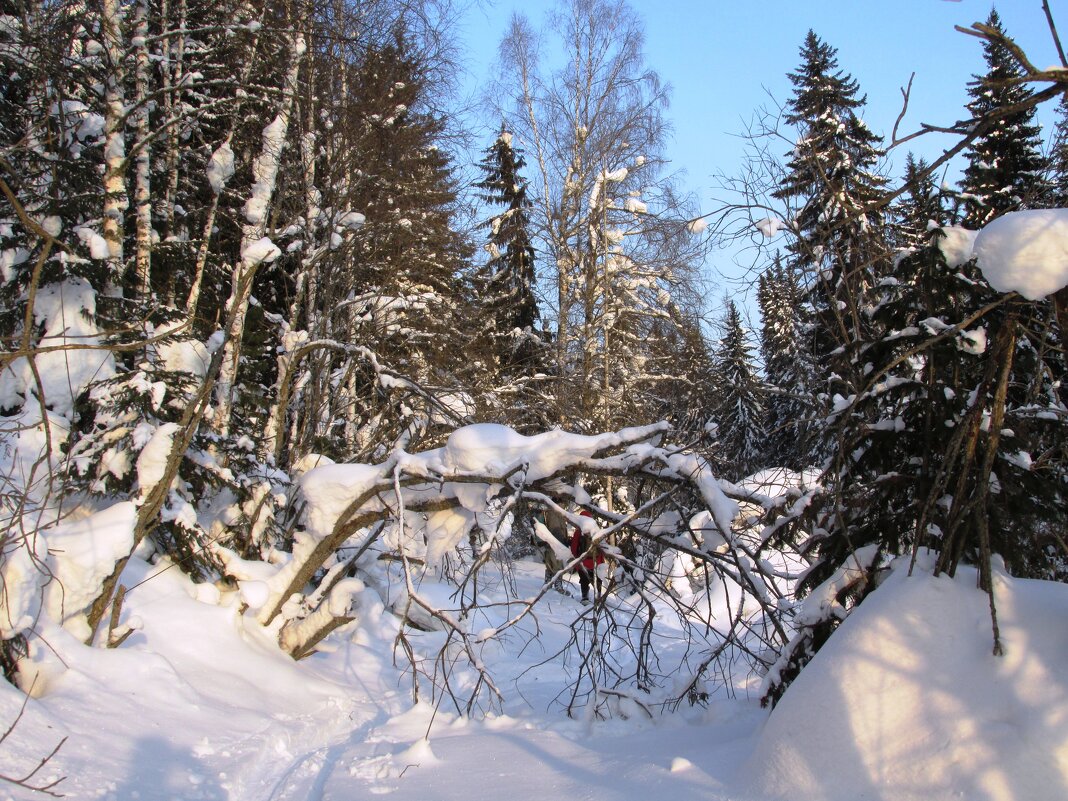 Таежные дебри - Galaelina ***