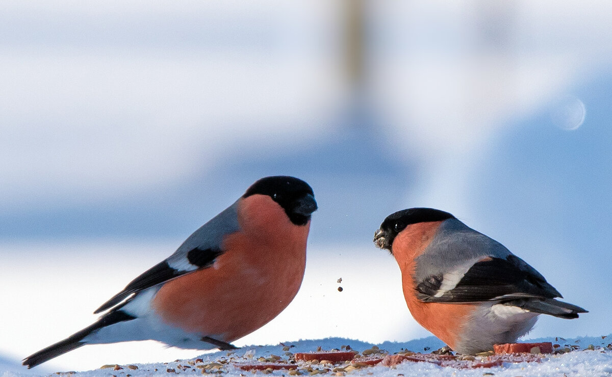 *** - Владимир Безбородов