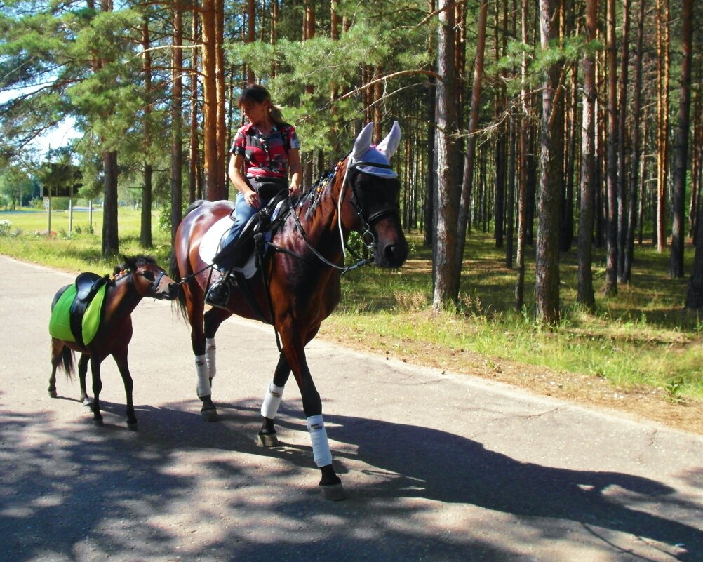 1926г  Год лошади - Владимир 