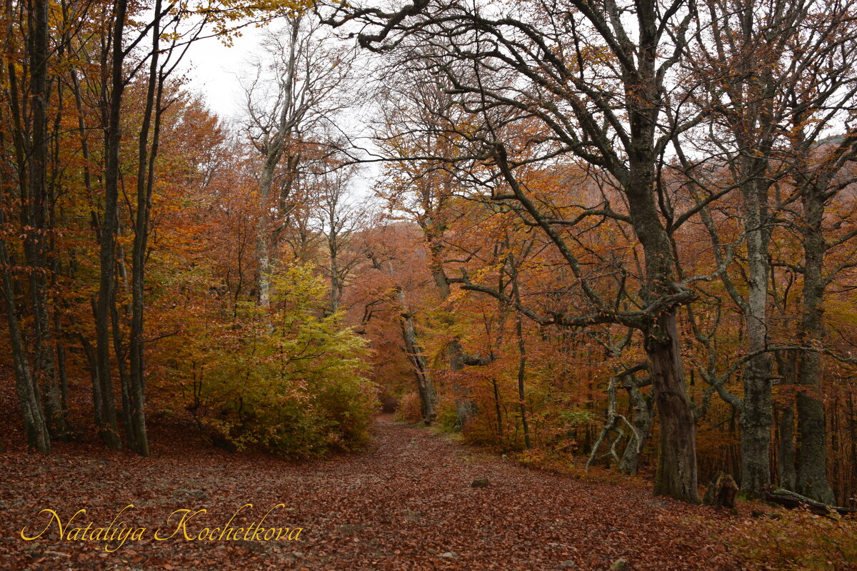 Природа Крыма - Amazing Cosmea