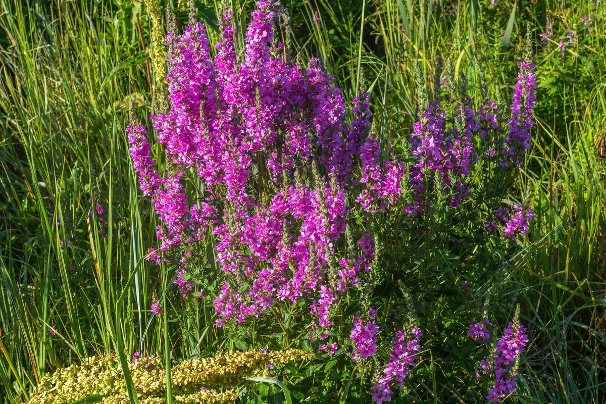 Краски лета. - Алексей Трухин