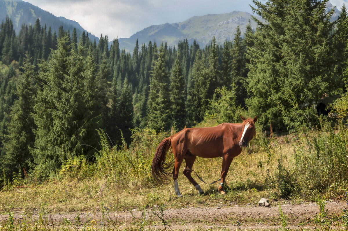 Вынужденное смирение - LudMila 