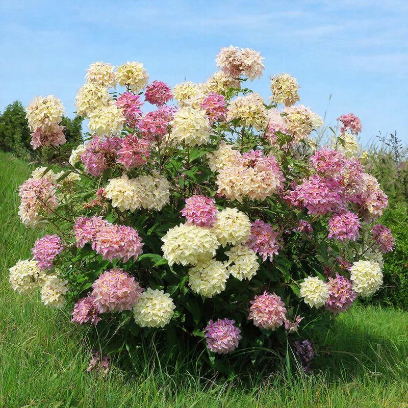 Астильба - МАРИЯ ПОПОВА