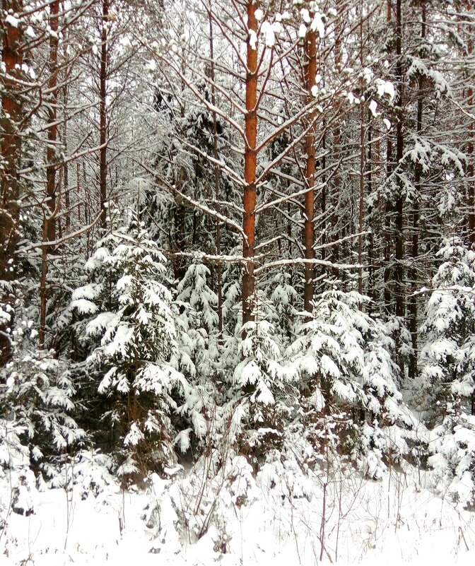 Зимний лес - Наталья ***