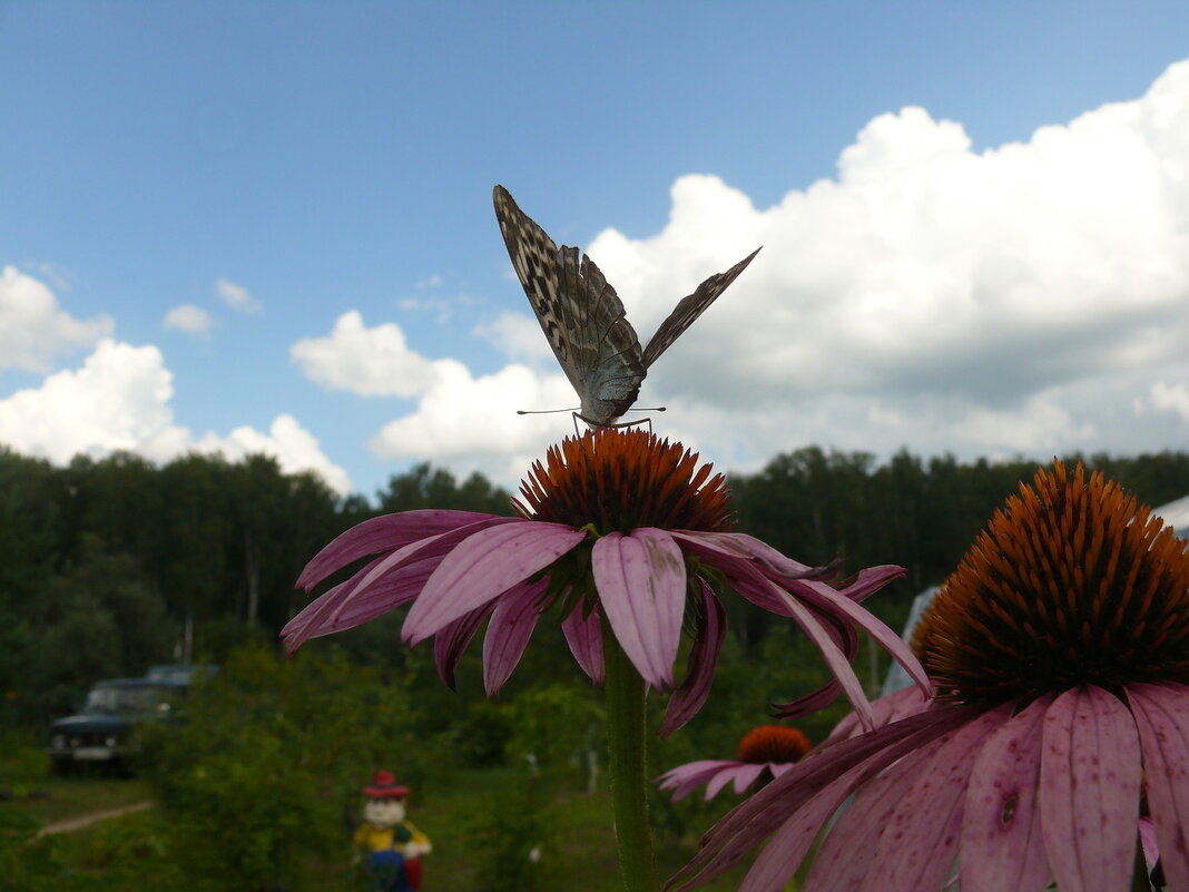 На взлет - Дмитрий П