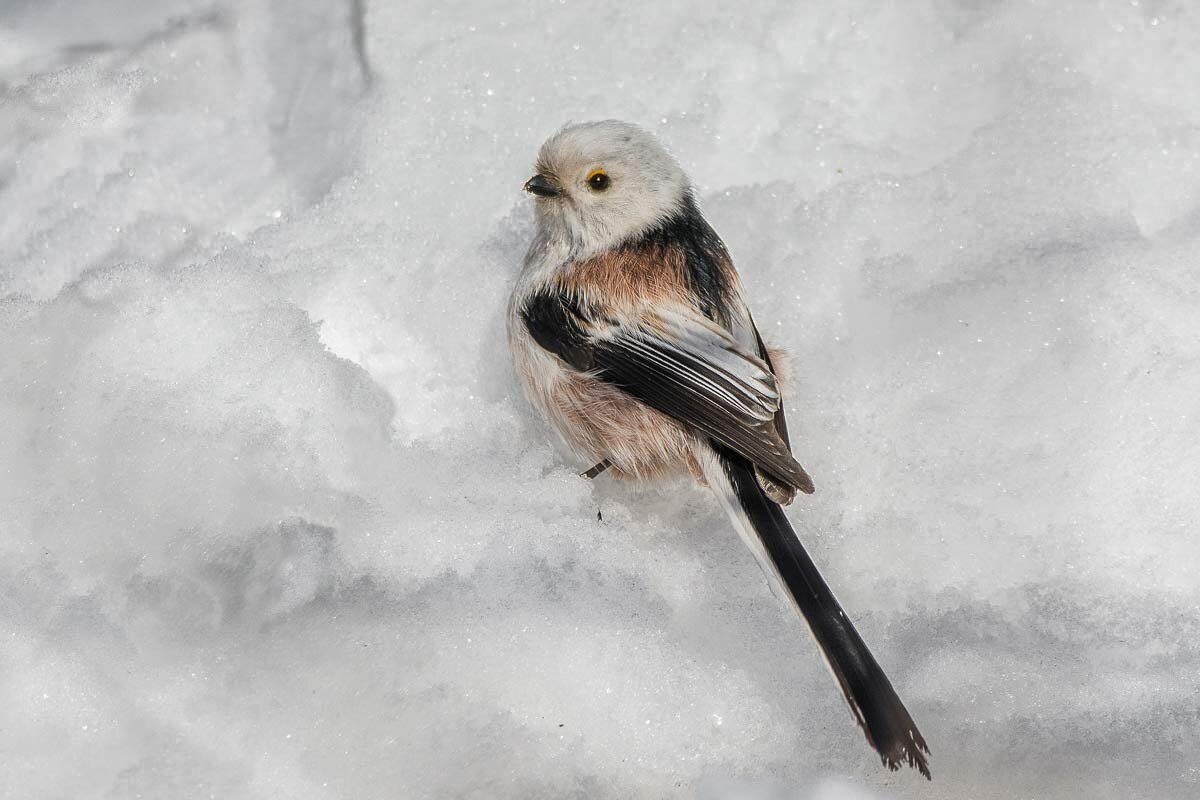 Длиннохвостая синица (ополовник). - Nikolay Lovec