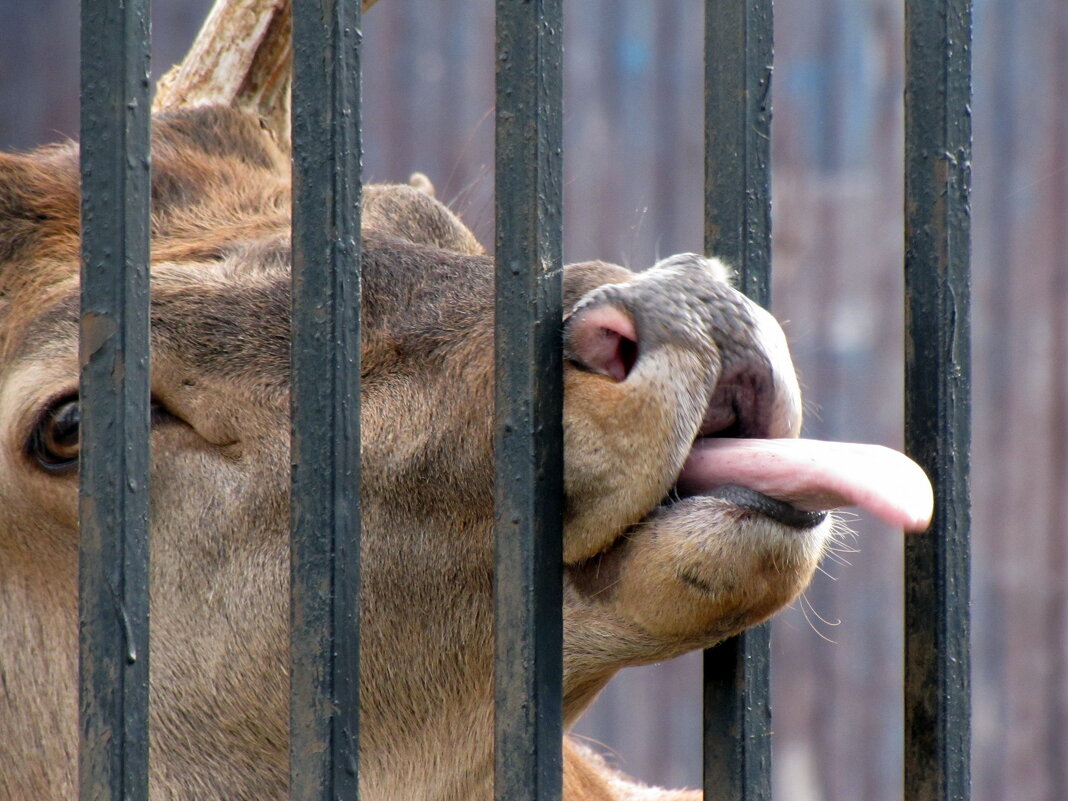 Вкусненького дайте...) - Татьяна Гнездилова