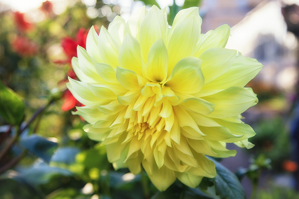 Георгин. . - Лилия *