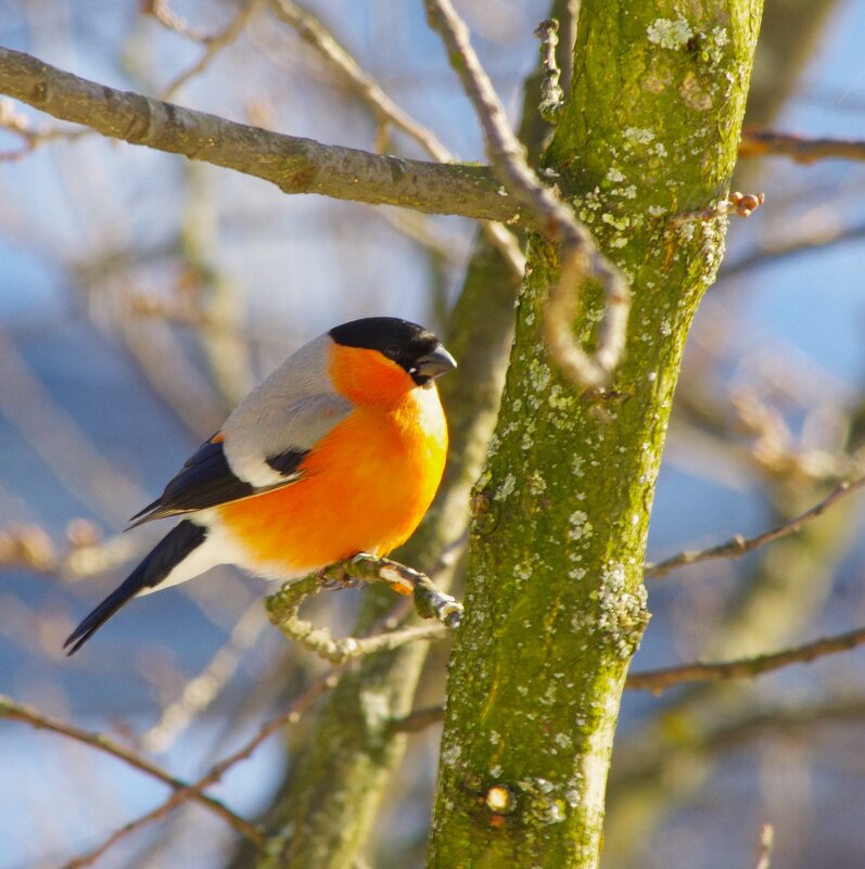 Снегирь повеселей ! - Юрий Куликов