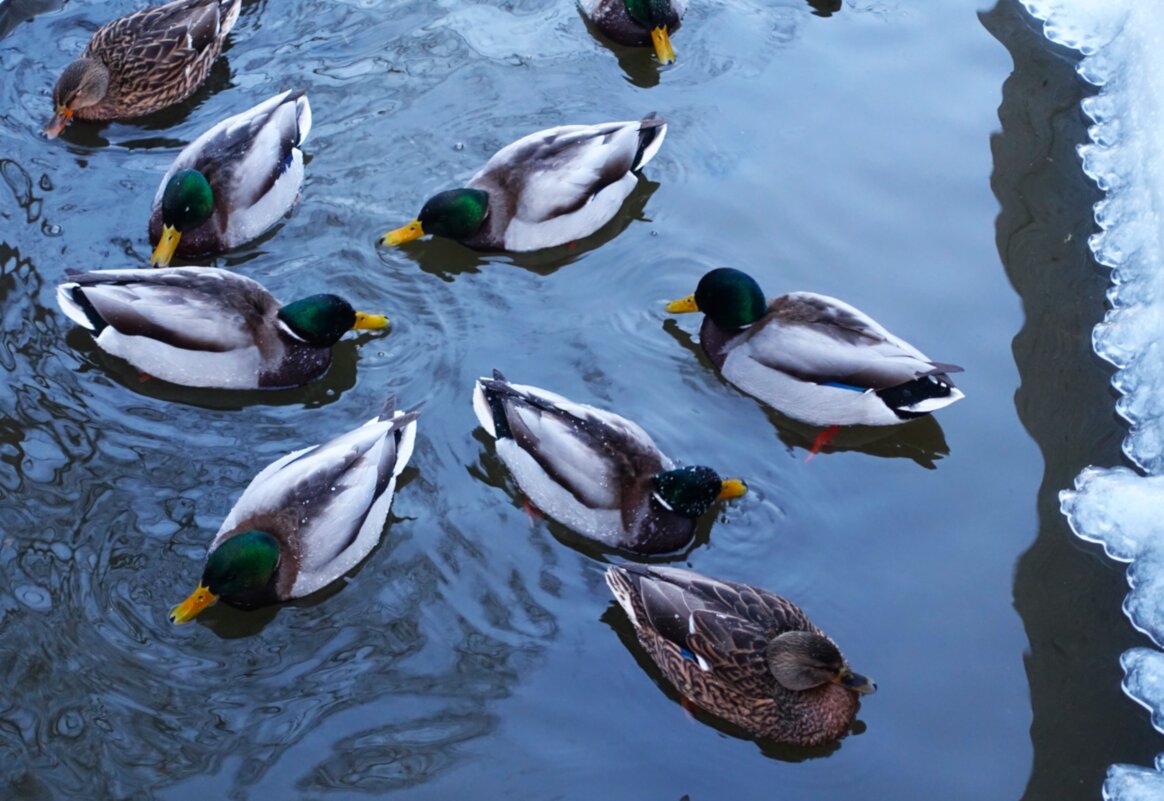 Кряквы в обводном канале Кадриорга - Aida10 