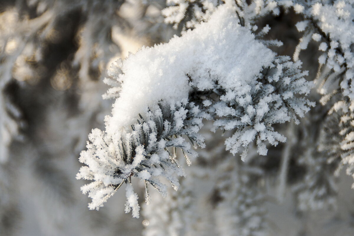 ... - Елена Пономарева