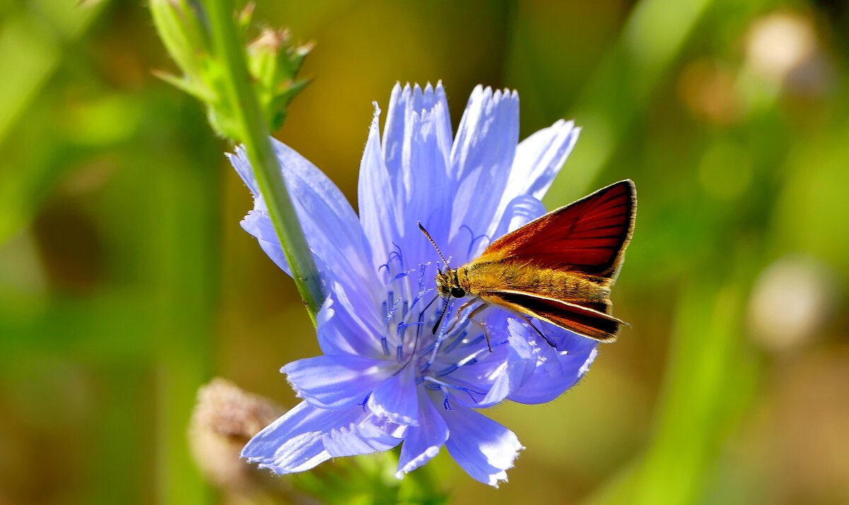 опять про бабочек...401 - Александр Прокудин
