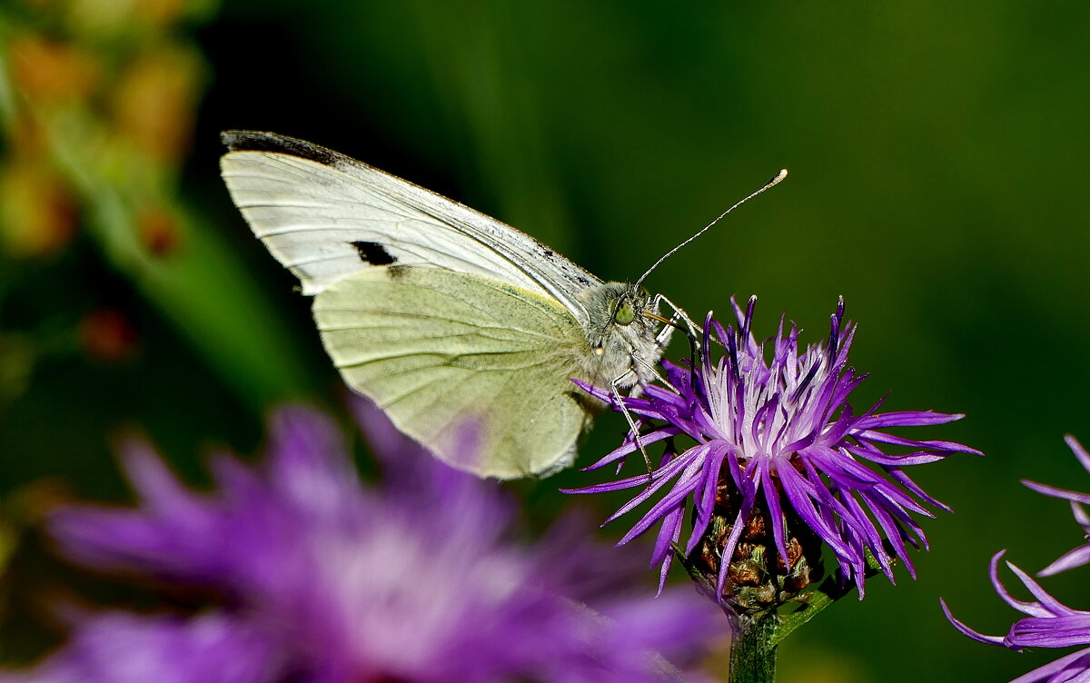 опять про бабочек...403 - Александр Прокудин