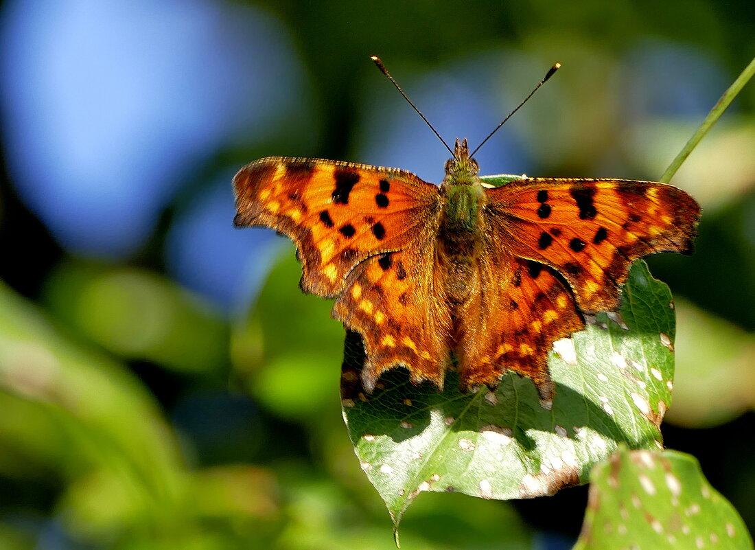 опять про бабочек...405 - Александр Прокудин