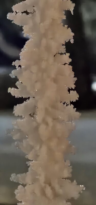 Иней Калининграда - Михаил Свиденцов