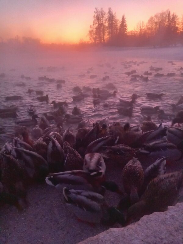 Утки - Сапсан 