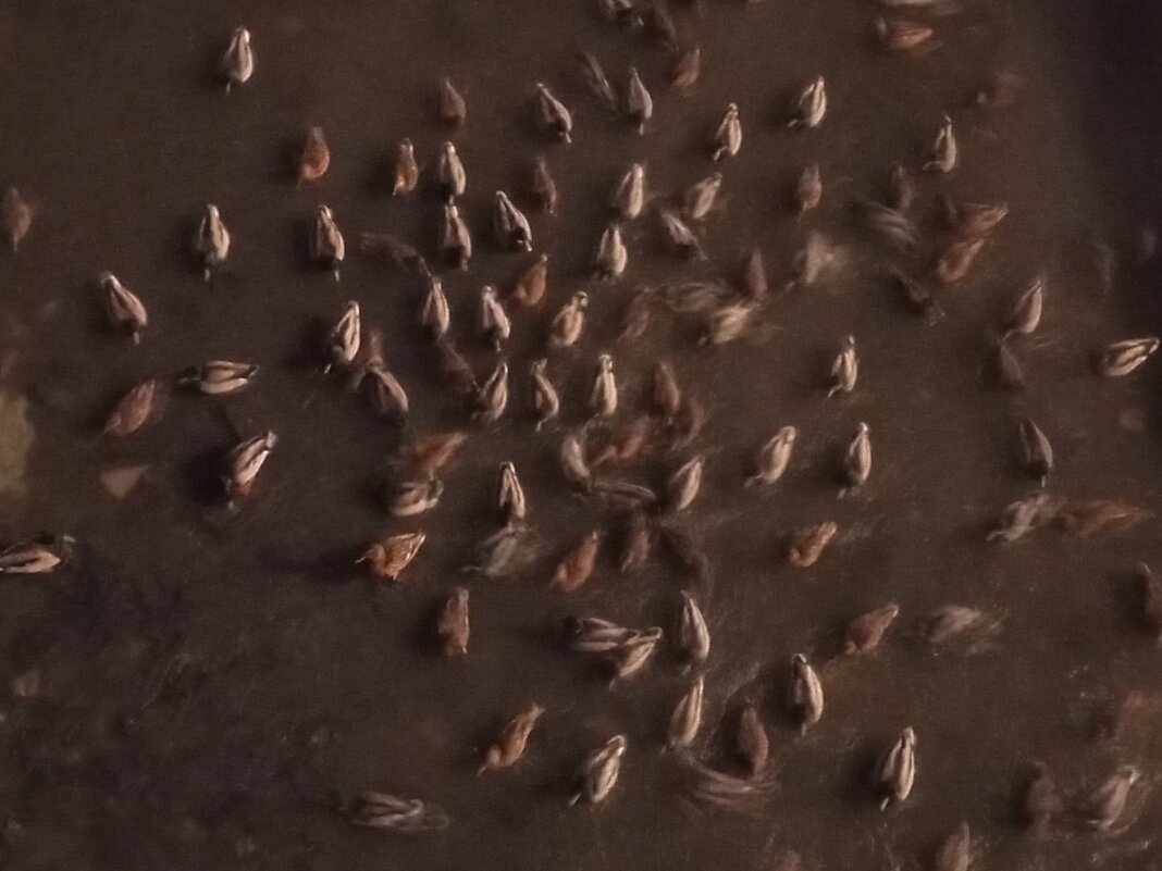 Утки - Сапсан 