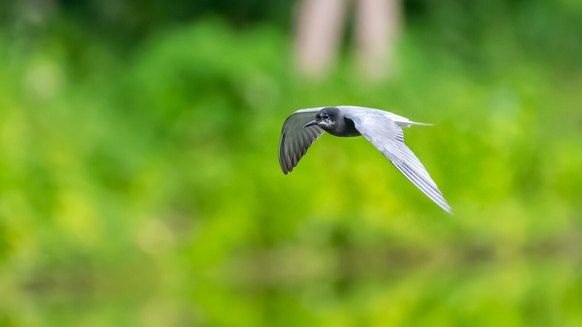 Крачка черная - Владимир Лазарев