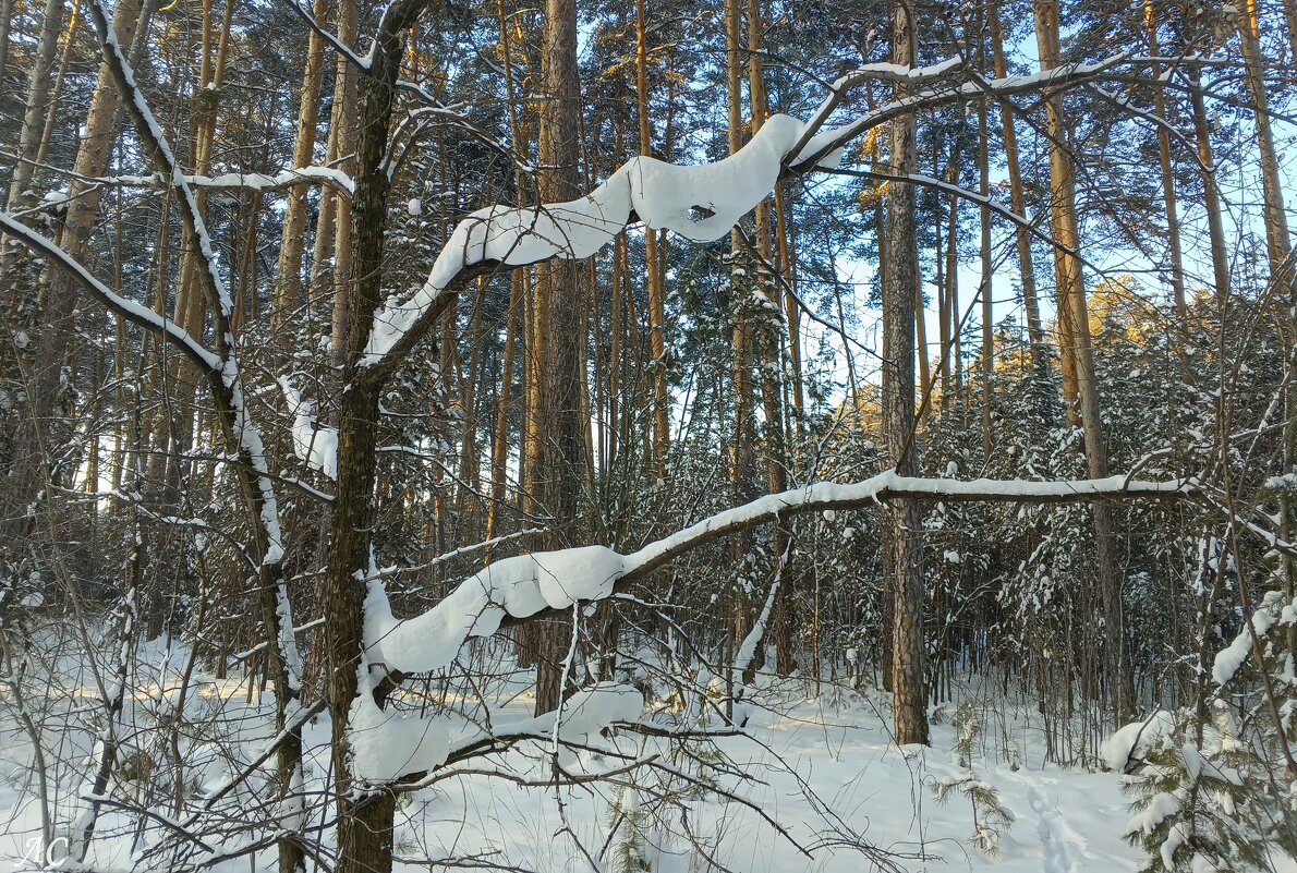 Зимняя страна чудес. - Любовь Сахарова