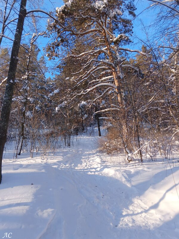 Куда ведёшь тропинка снежная? - Любовь Сахарова