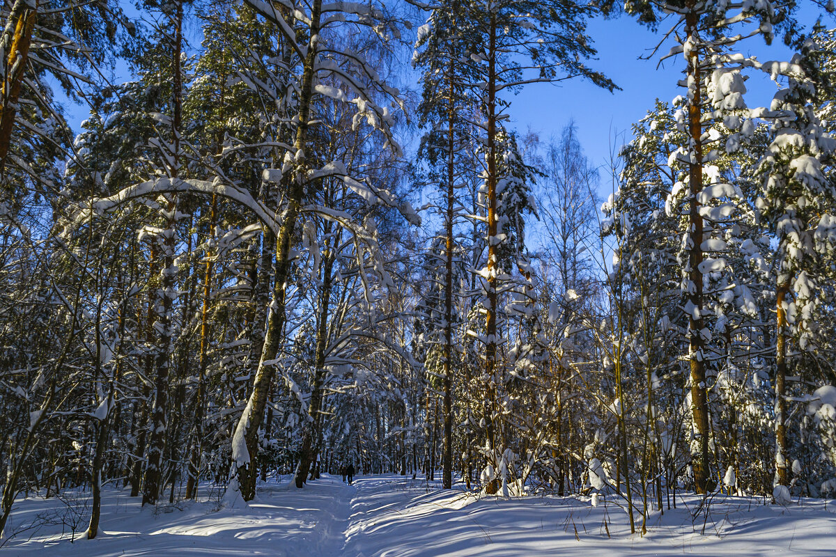 Зимним днем - Сергей Цветков