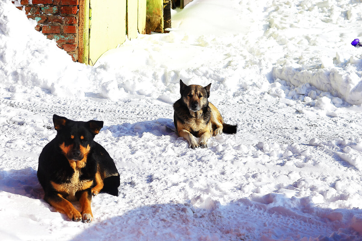 Волк и Балбес - Юрий Гайворонскiий