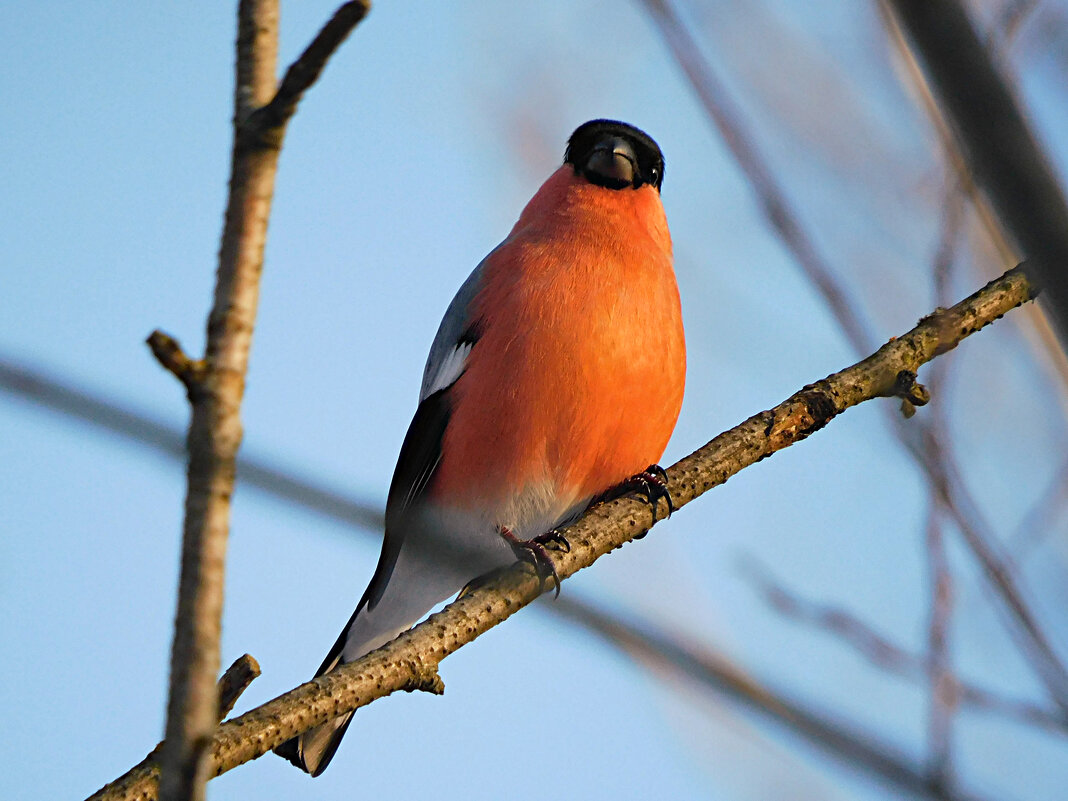 Снегирь - Лина 
