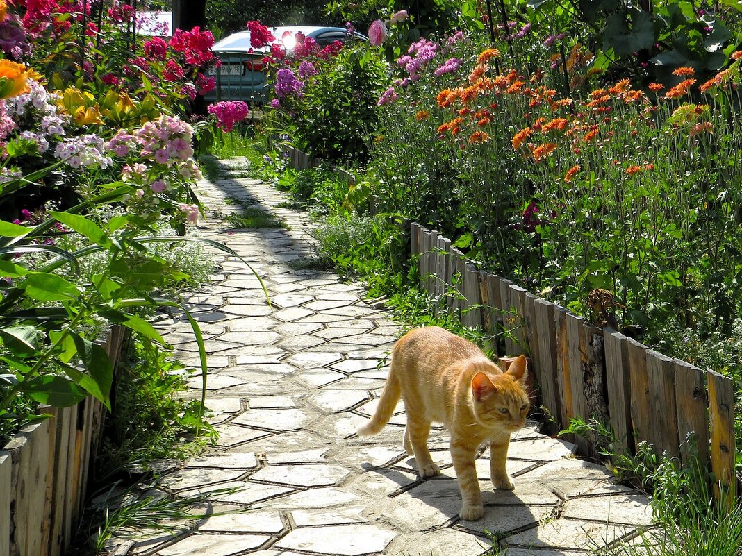 Кошка, которая гуляла сама по себе - Лариса С.