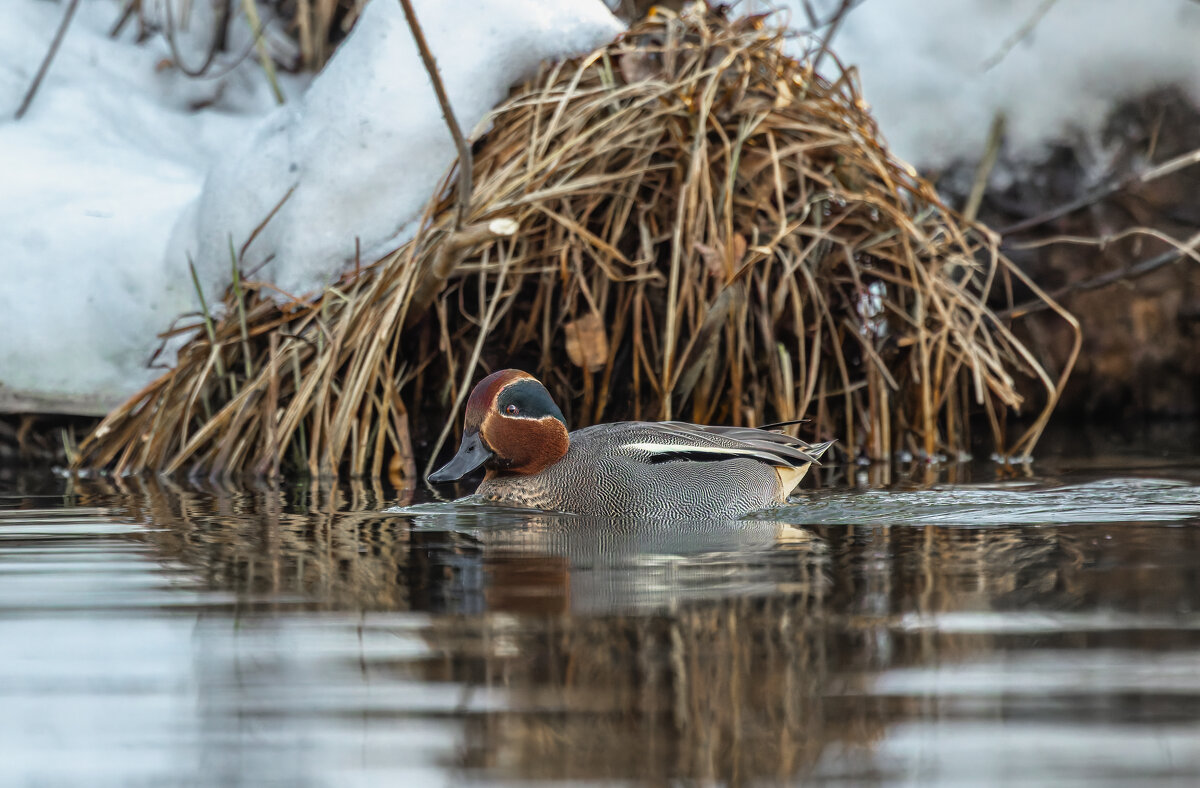 чирок свистунок - юрий макаров