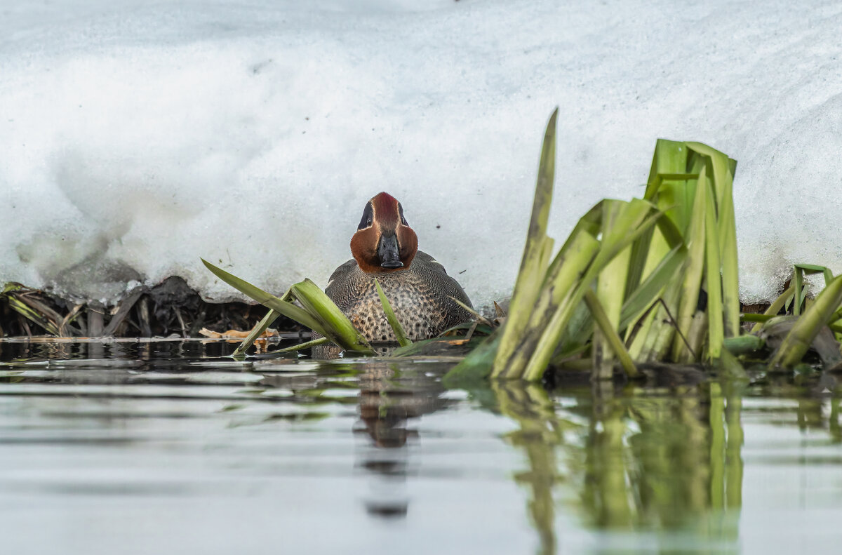 чирок свистунок - юрий макаров