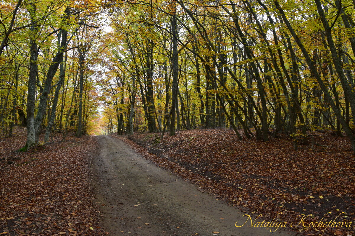Природа Крыма - Amazing Cosmea
